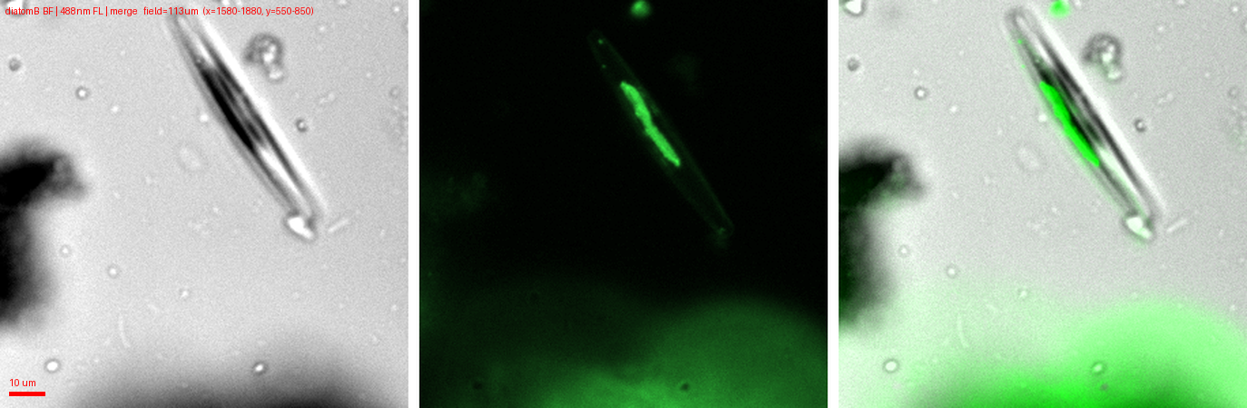 Live diatom: chlorophyll fluorescence in a band inside the frustule